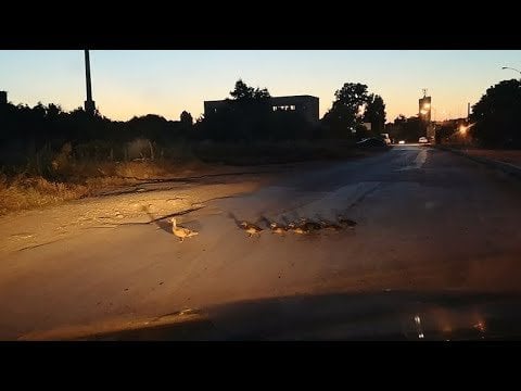 注意！アヒルの家族が道路を横切っています。