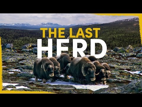 スウェーデンの最後のジャコウウシが絶滅の危機に瀕しています。私たちができることはこれです
