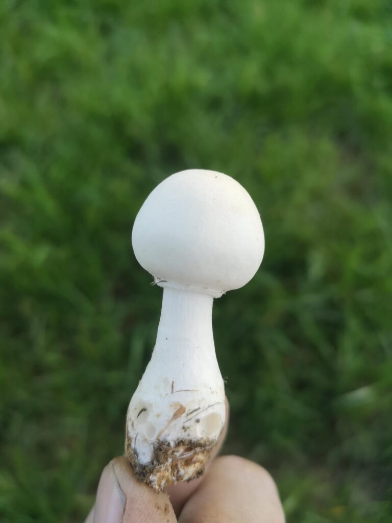 草の中のキノコ、食べられる? 草の中のキノコ、食べられる?