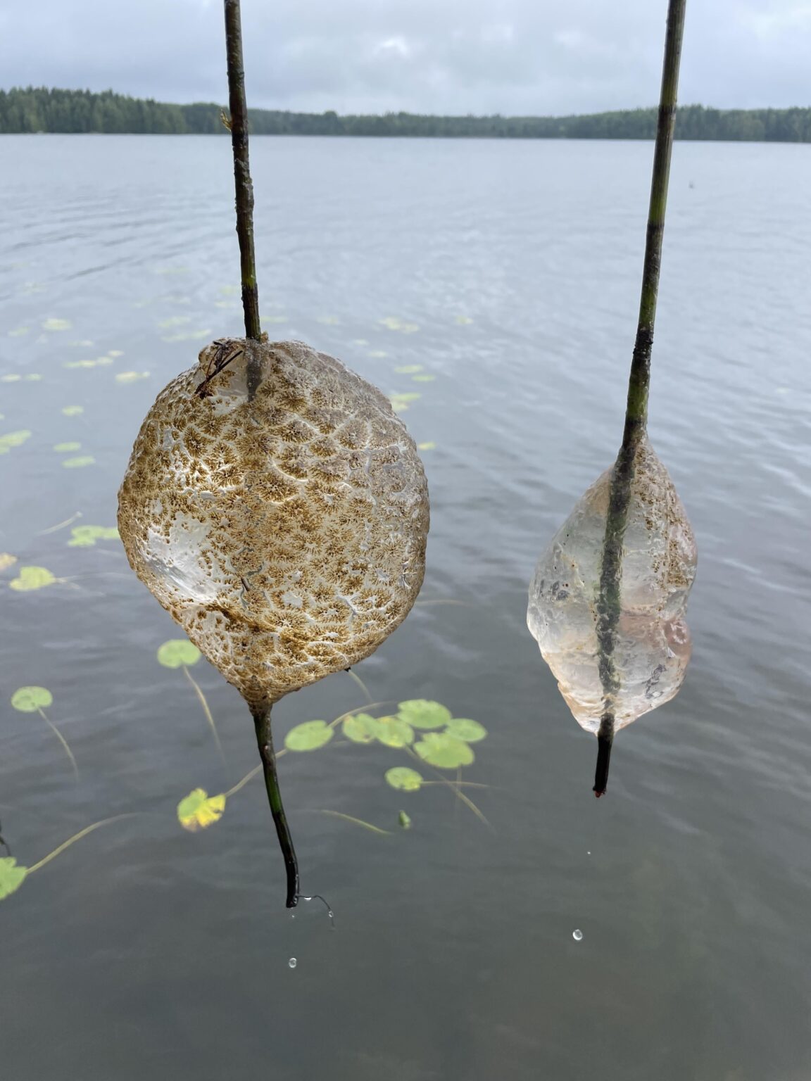 フィンランドの湖で見つけたもの
