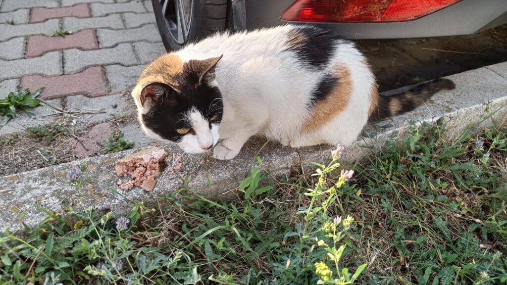 子猫のお家を探しています