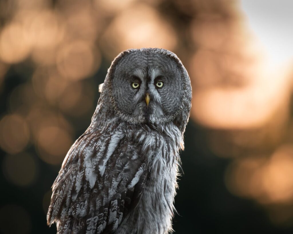 私が撮ったスウェーデンの野生動物や鳥の写真