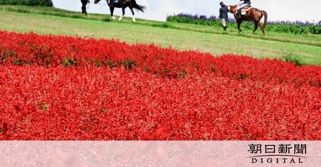 10万本の赤いサルビアと青い海が競演 兵庫・淡路島の県立公園