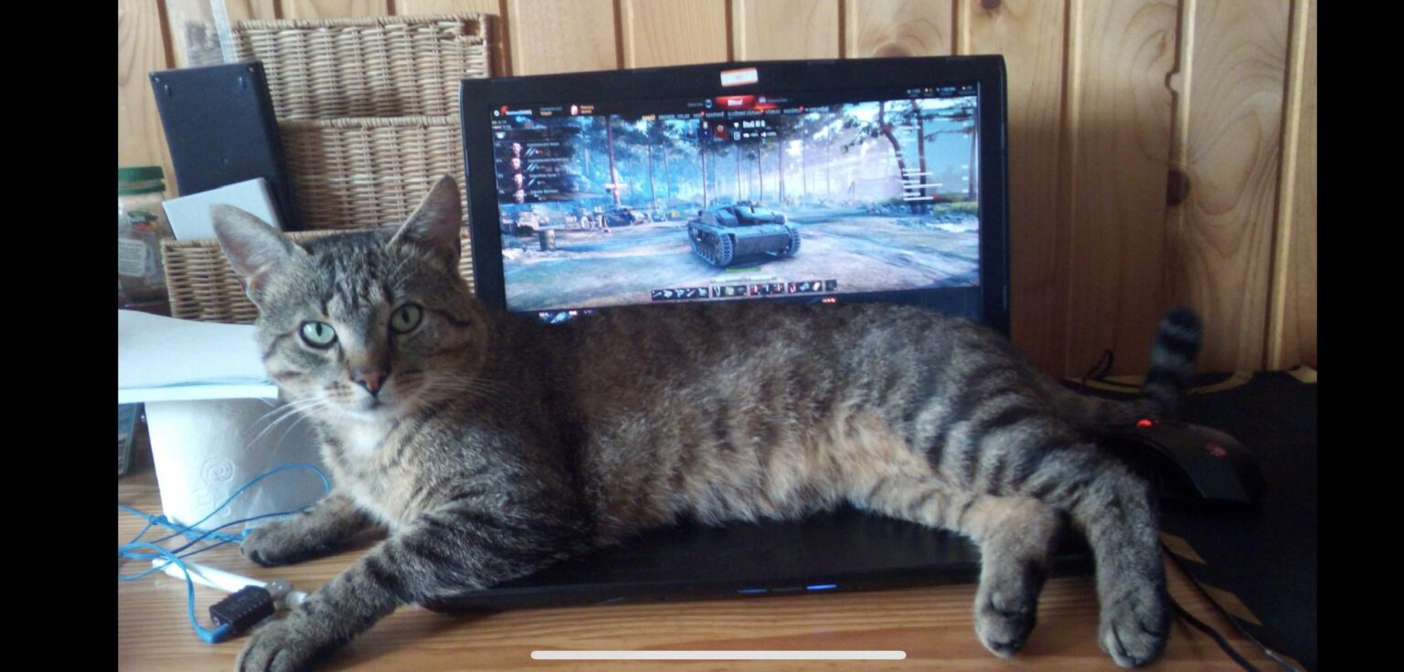 うちの子猫だけ☺️
