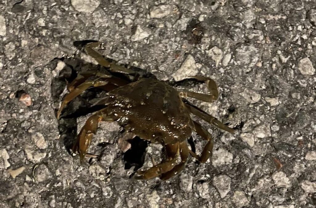 カニの種類は何ですか？