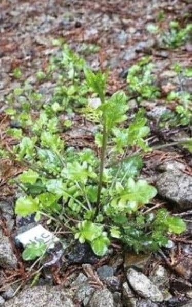 「常緑」の仕組み解明 冬に栄養蓄積―京都大