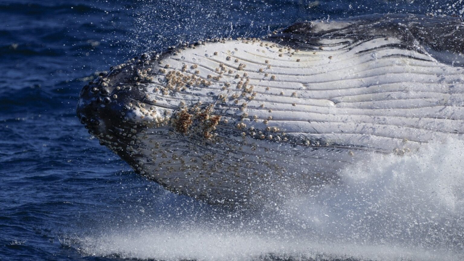 それがオーレスンでザトウクジラが繁栄する理由です - P4 Malmöhus