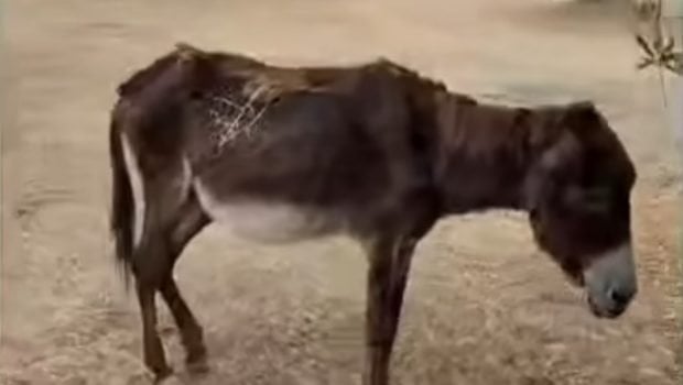 カラマタ: 彼らは 30 歳のロバを救出しました - 彼は食べ物も医療の助けも与えられずに捨てられていました | in.gr