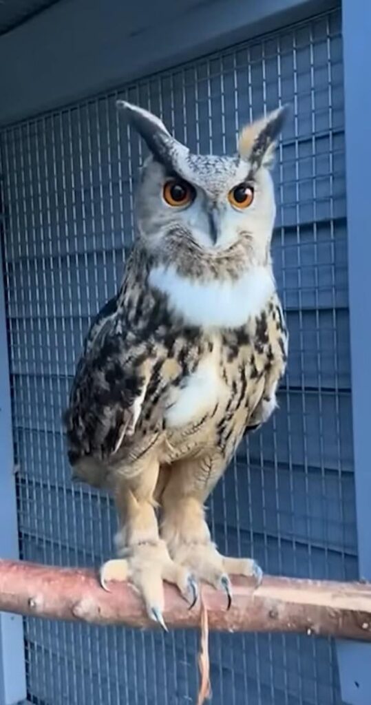 このフクロウはポーランドで見つかりますか？