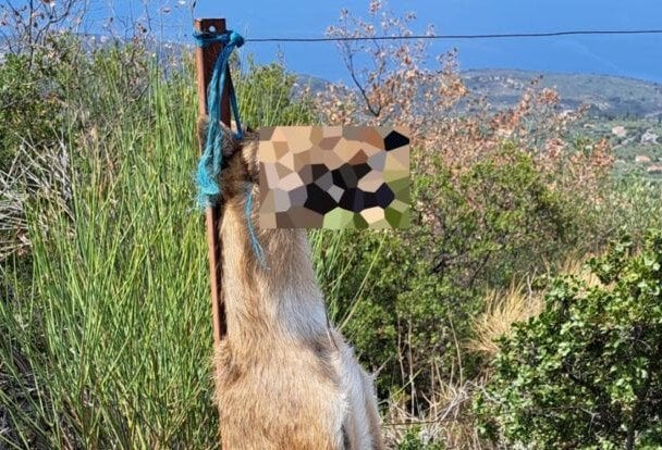 メッシニアの動物虐待：小型ジ​​ャッカルを虐待し、絞首刑にした