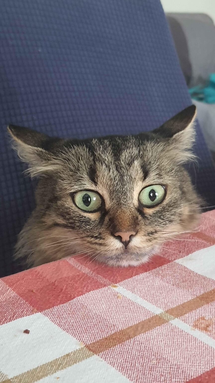 猫👀