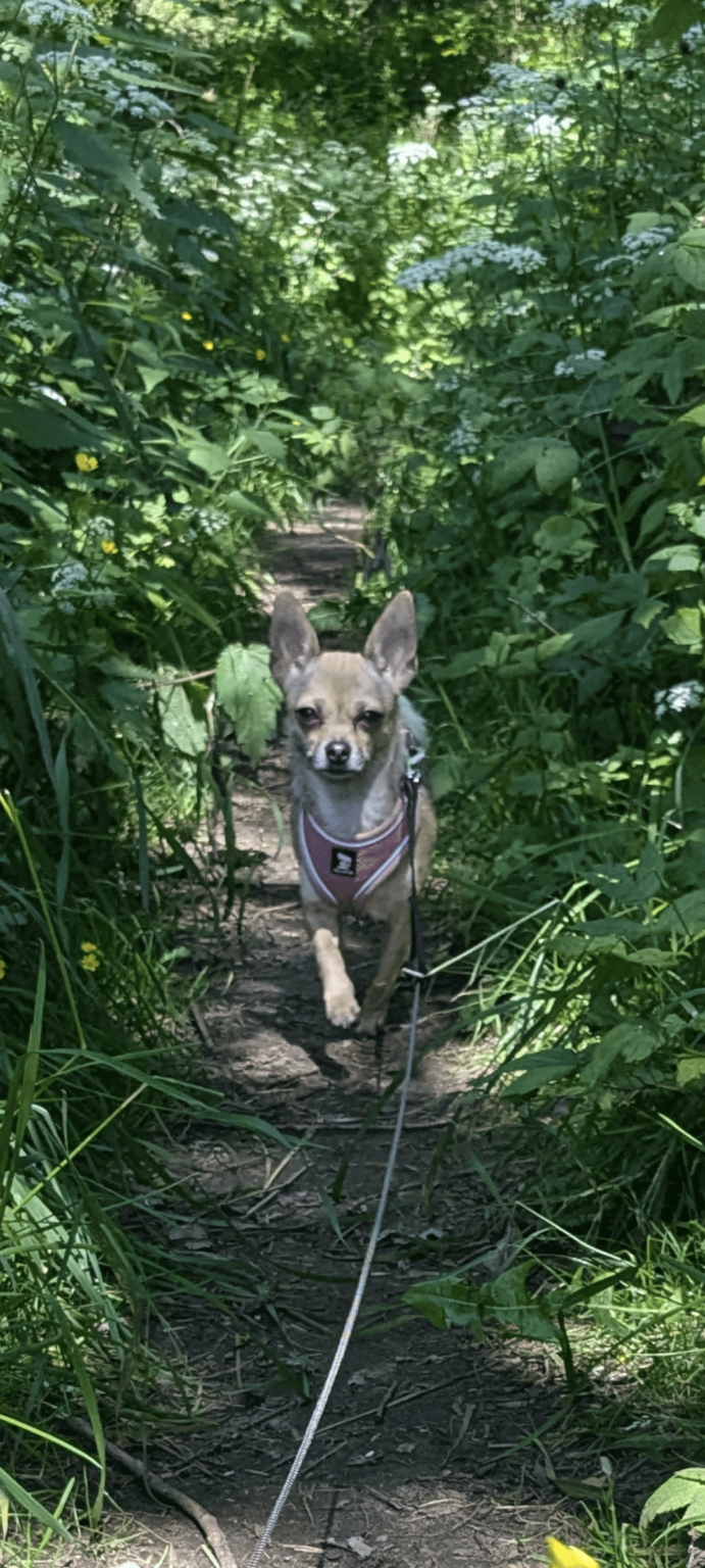 犬用の冬服はなぜそんなに高価なのでしょうか?? 犬用の冬服はなぜそんなに高価なのでしょうか??