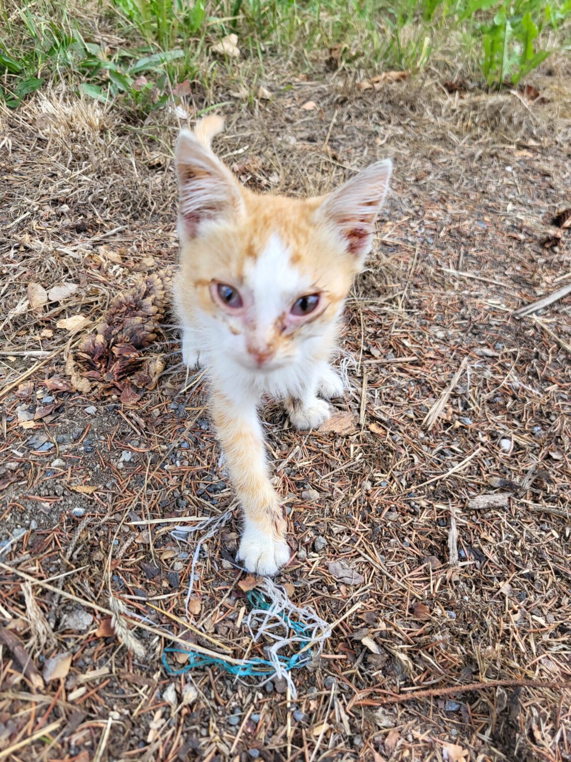 子猫のために家に帰ってください