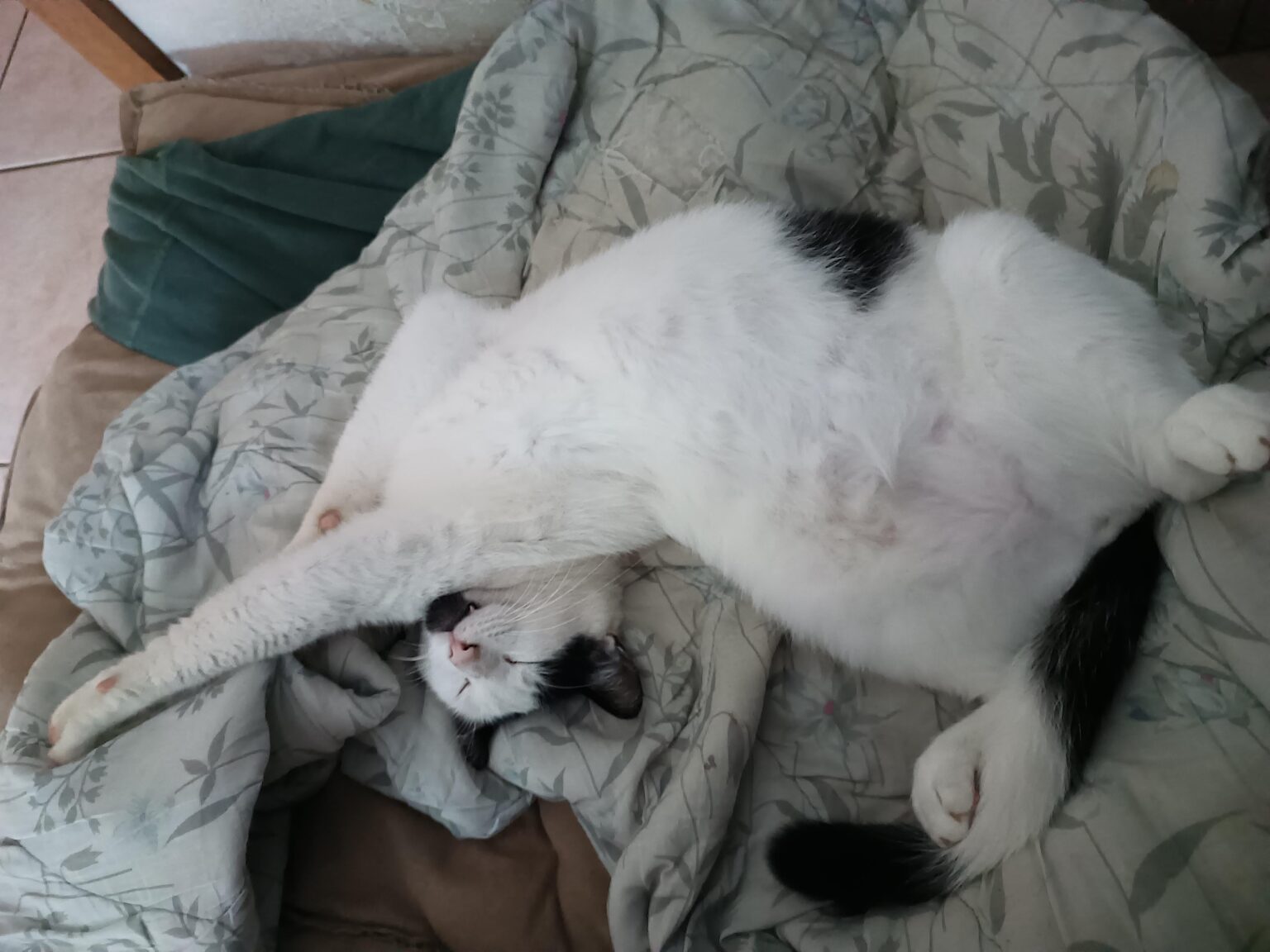 キャットボット