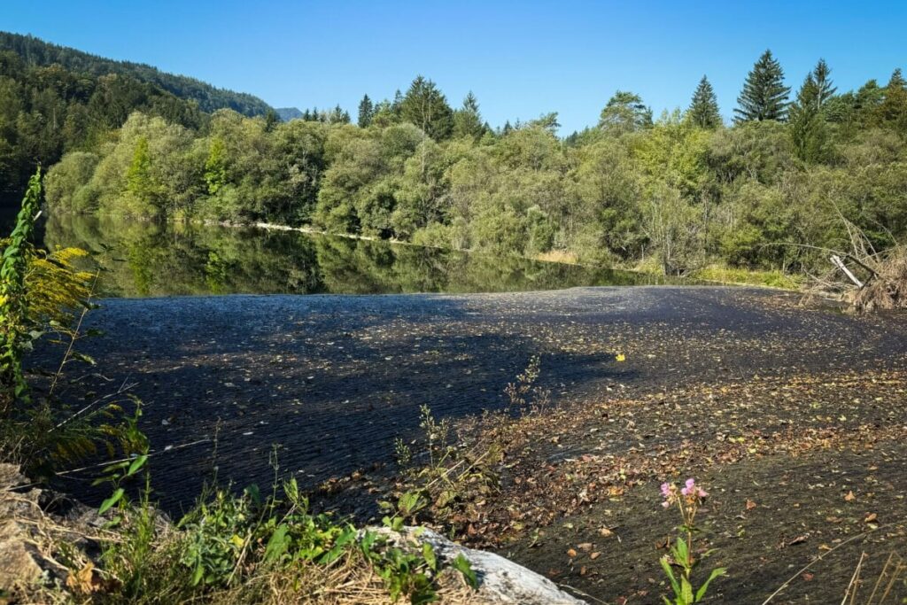サヴァ・ボヒンカの糞便：誰も有能ではないため、誰も行動を起こさない