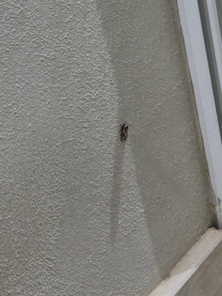 これは何という虫ですか？