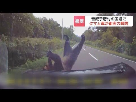 【衝突の瞬間】乗用車の前に飛び出して来たのは…ヒグマ　車と衝突して立ち上がり藪の中へ「クマだと気づいたのはぶつかる直前…」　北海道音威子府村