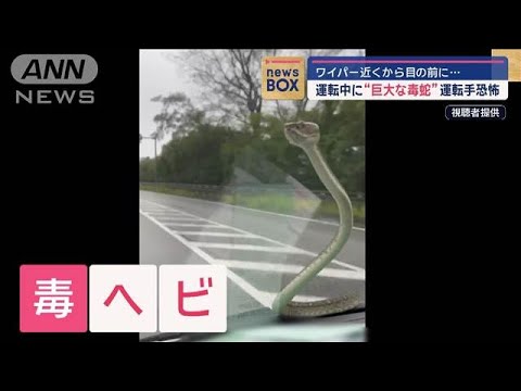 運転中に“巨大な毒蛇”運転手恐怖 ワイパー近くから目の前に…【スーパーJチャンネル】(2024年10月10日) 運転中に“巨大な毒蛇”運転手恐怖 ワイパー近くから目の前に…【スーパーJチャンネル】(2024年10月10日)