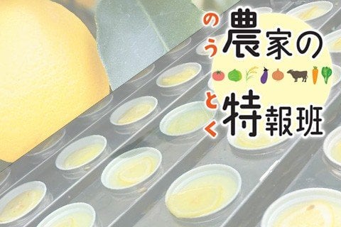 アイス輪切りレモンの謎 あなたは「食べる派」？