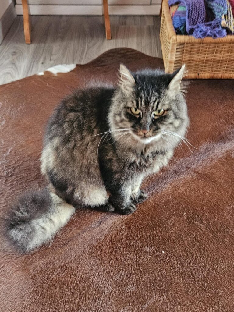 キャットボット