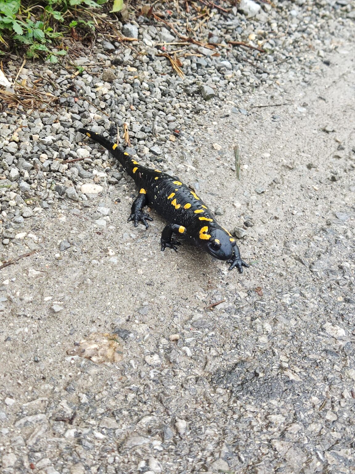 湿気の多い一日を楽しんでいます😄