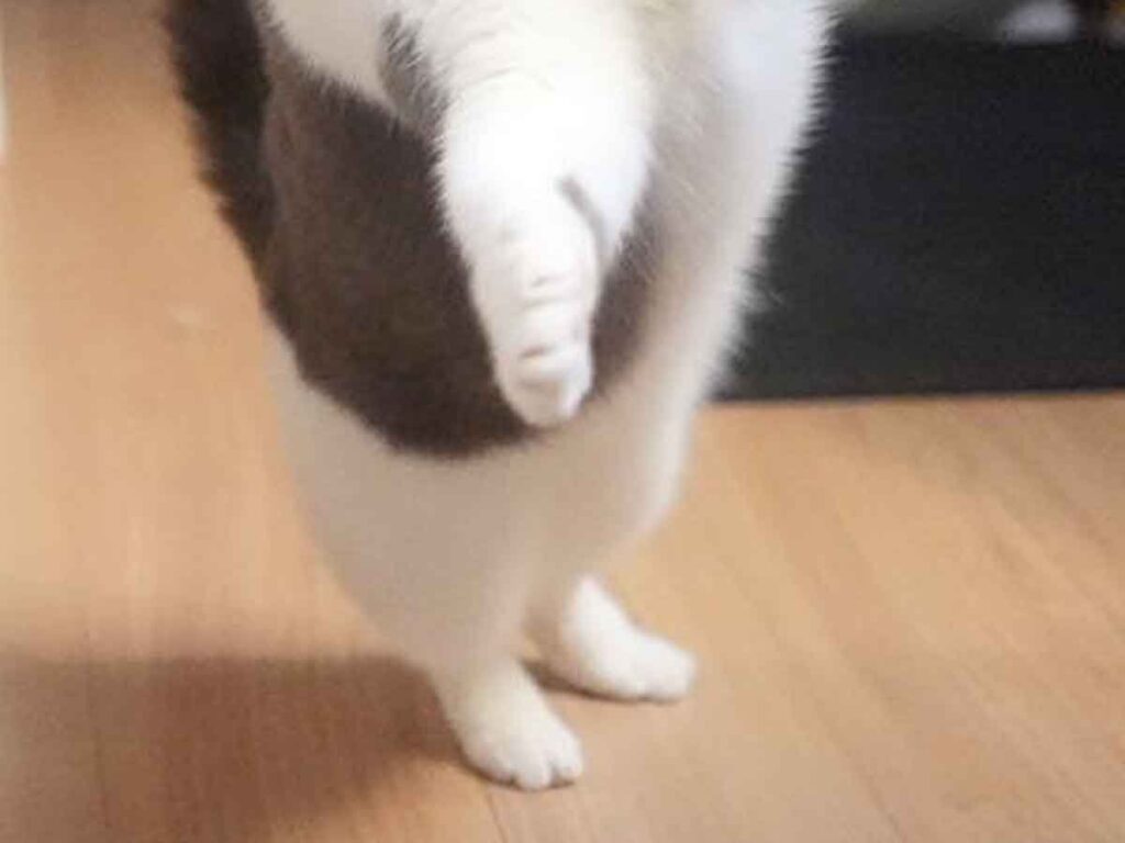 「かーめーはーめー波ー！」　猫の１枚に「笑った」