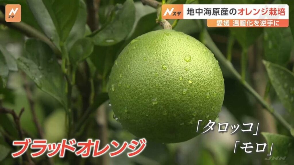 温暖化を逆手に… ミカン王国愛媛、地中海沿岸原産のオレンジ栽培