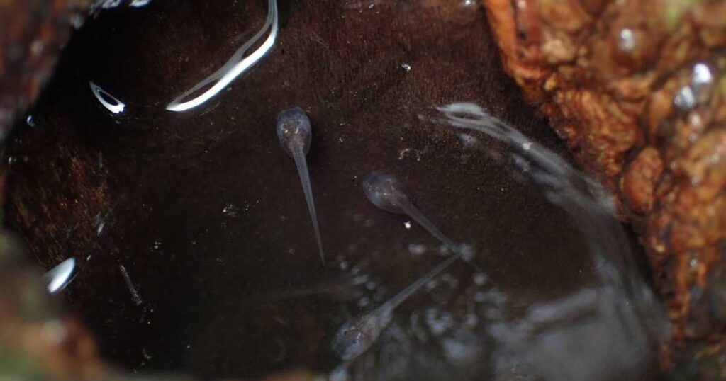 「ふんをしない」オタマジャクシを世界初確認、石垣島などに生息