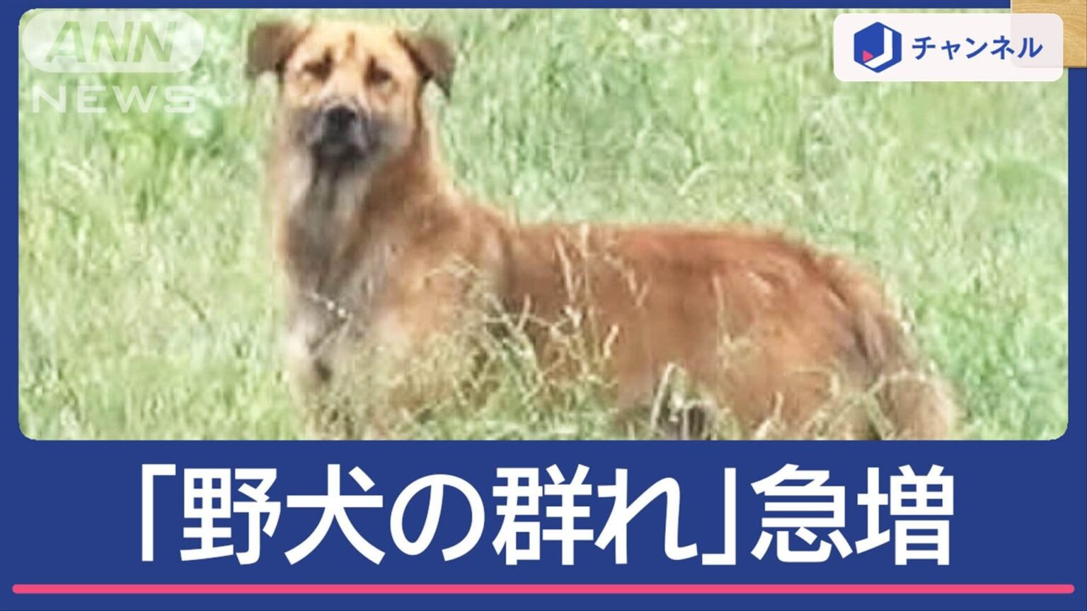 【銀牙イバラギ伝説】茨城県茨城町に野犬の群れ現る。その数、一度に20匹どころか30匹以上。捕獲された数は昨年度239匹。