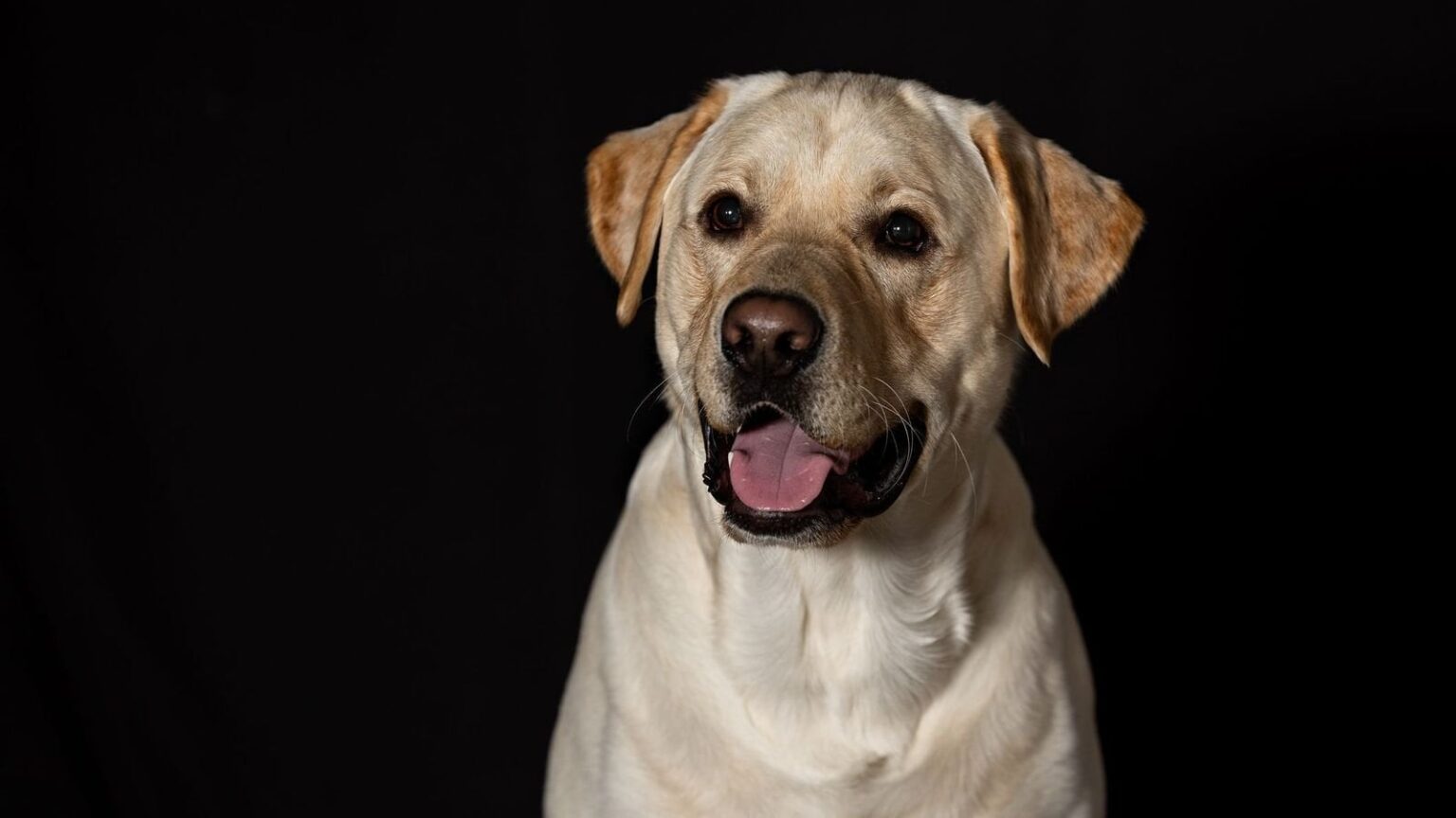 彼は犬を手放さざるを得ないと感じた