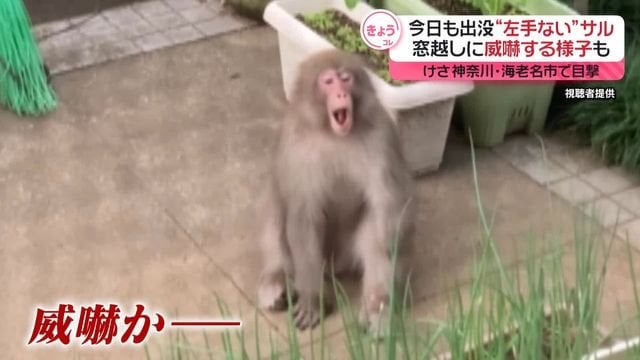 【３つだけ願いが叶う】15日も出没“左手ない”サル 民家で庭のダイコン引き抜き去る 神奈川・海老名市