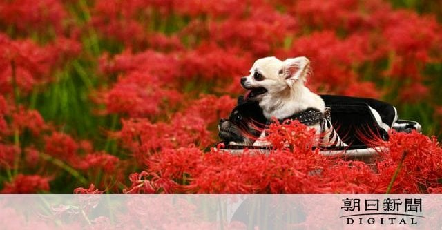 秋告げる真っ赤な500万輪 埼玉の名所・巾着田でヒガンバナ見ごろ