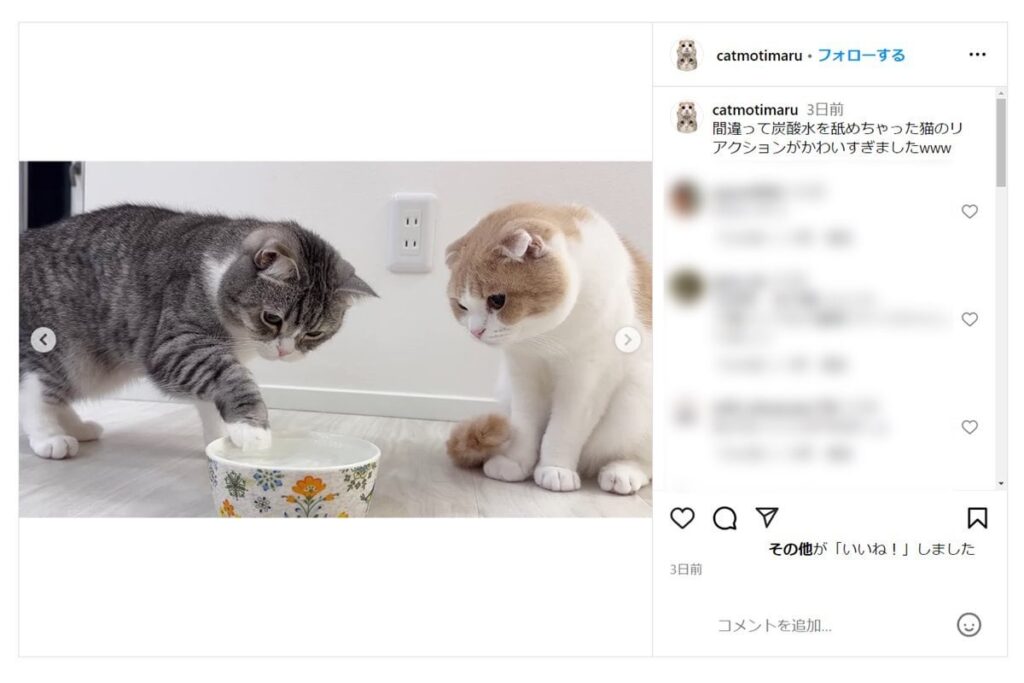 「本当クソ」猫に炭酸水与えた登録者200万人超えYouTuberに批判殺到…病気招く可能性も