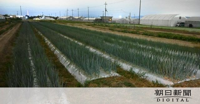 京野菜の「九条ねぎ」150キロ盗んだ疑いで男を逮捕 京都府警