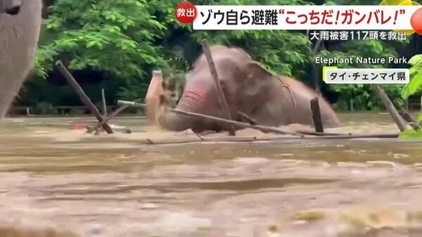 「クェ！クェ！」大雨による洪水からゾウが自ら避難…目の見えないゾウは仲間の声を頼りに脱出 当局が117頭救出も70頭以上が行方不明 タイ