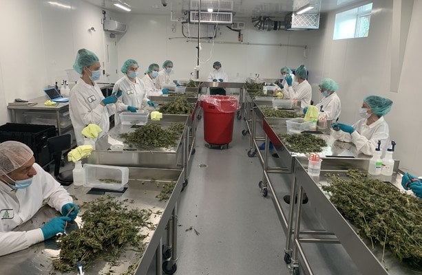 カナダの大麻工場見学でアイルランドの今後の道のりが垣間見える