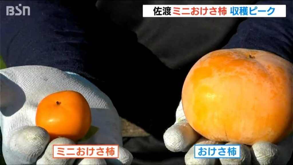 直径3cmほど 通常の6分の1サイズの『ミニおけさ柿』 収穫ピークに 新潟・佐渡市