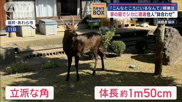 シカに襲われた？　男性の死因判明　角で刺され“心◯ンポナーデ”に？