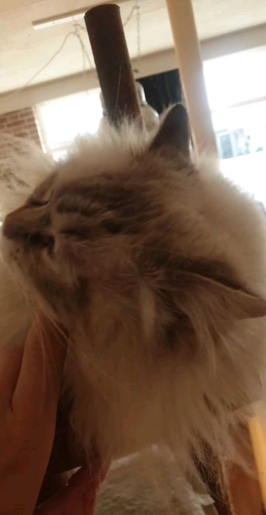 うちのスロバキア猫とスロバキア人とのハーフの娘が、私のことを好きなのに噛みつき続けるんですか？