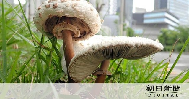 都市部にも生える毒キノコ、死に至る危険も 簡単な見分け方は無し [大阪府]