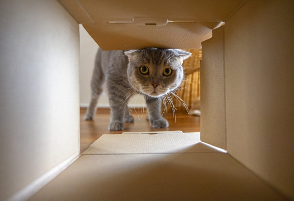 猫が段ボール箱を好む理由