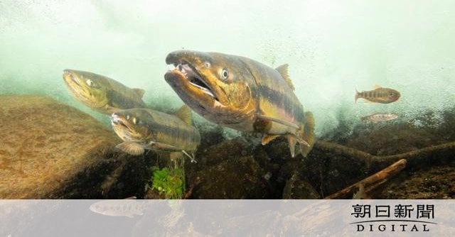 知床に秋を告げる「鼻曲がり」 水温9℃の川でサケの遡上がピーク