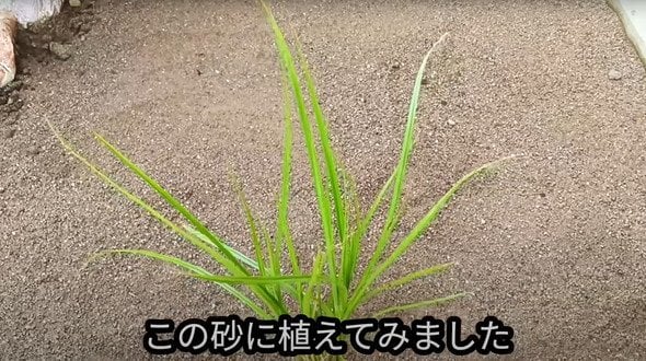 カインズの「撒くだけで防草できる砂」本当かどうか検証してみたら……　驚きの結果に「魔法のような砂、買いに行きます！」「これさえあれば（あの会社も…！」