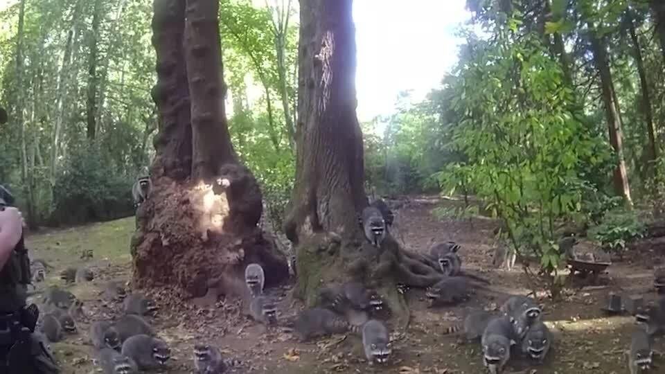 「自宅がアライグマに囲まれている」米警察に緊急通報、およそ100匹が敷地を占拠（ロイター） - Yahoo!ニュース