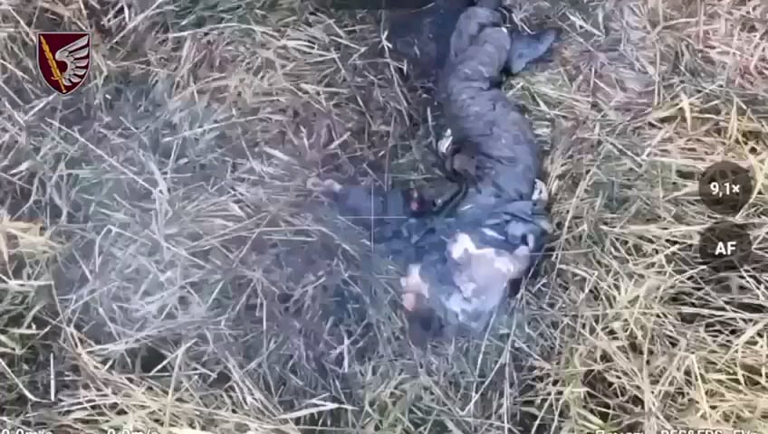 残忍な映像：第79航空強襲旅団は、クラコヴェ方向へのロシアの機械化攻撃を撃退した。空挺部隊はコスティアンティニフカ村近くでロシア兵２５人、敵戦車２台、装甲車両２台、ゴルフカート２台を排除した。 2024 年 10 月。NSFW!