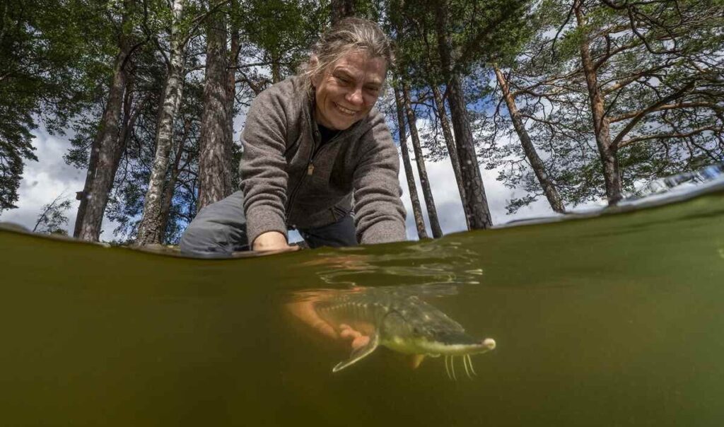 太古のチョウザメ、スウェーデンで再び泳ぐ 科学者と釣り人が団結して取り戻す