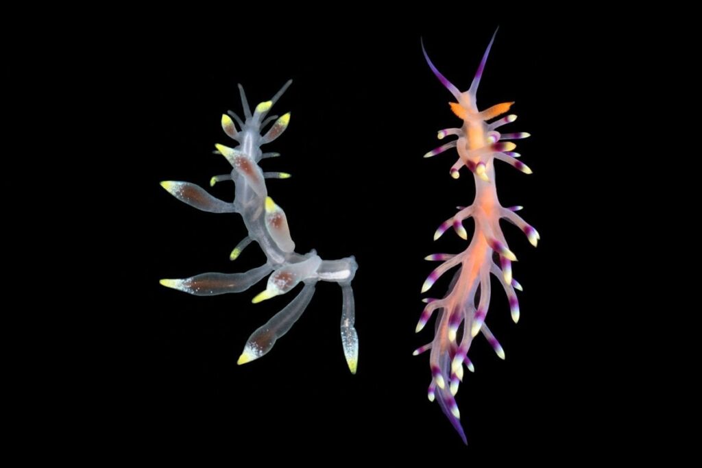 ウミウシにそっくりな新種のゴカイを発見、毒を持つ生物に擬態