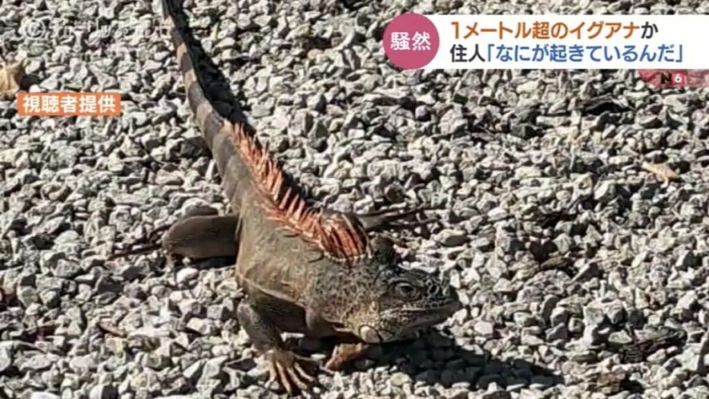 「何が起きているんだろう」住宅街で１メートル超のイグアナか…住民たち騒然、姿消す 富山