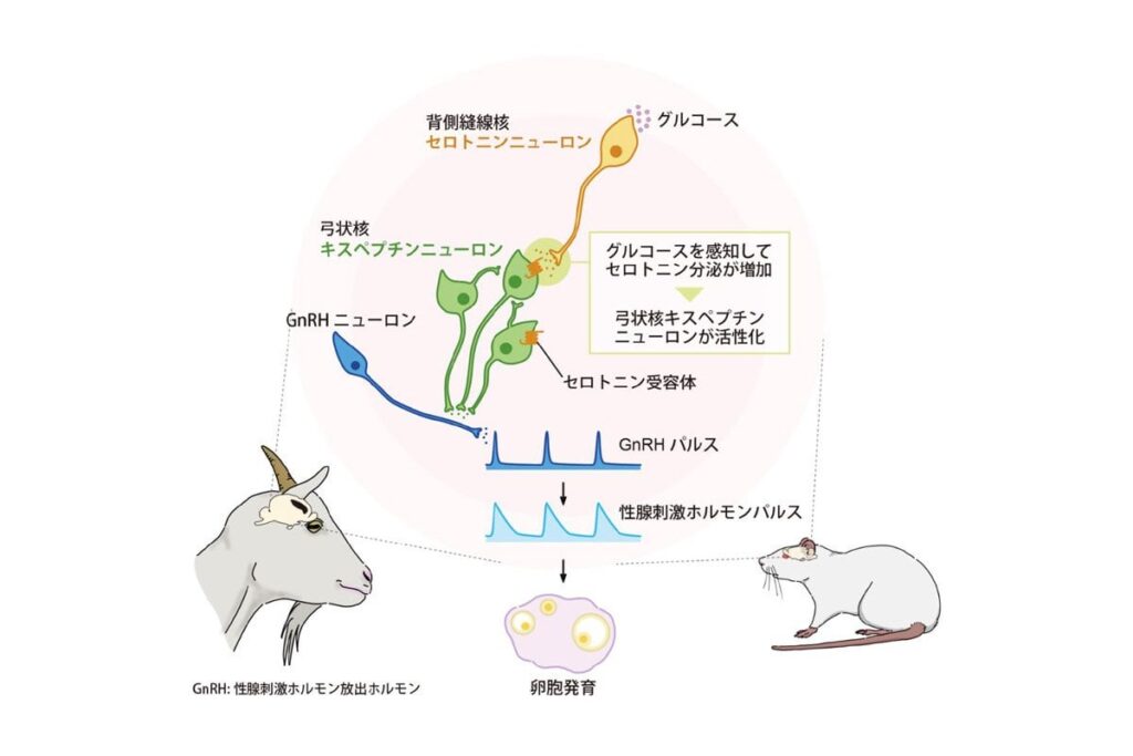 抗うつ作用のセロトニンが生殖機能に関与、不妊治療へ応用に期待 ｜ 名大研究