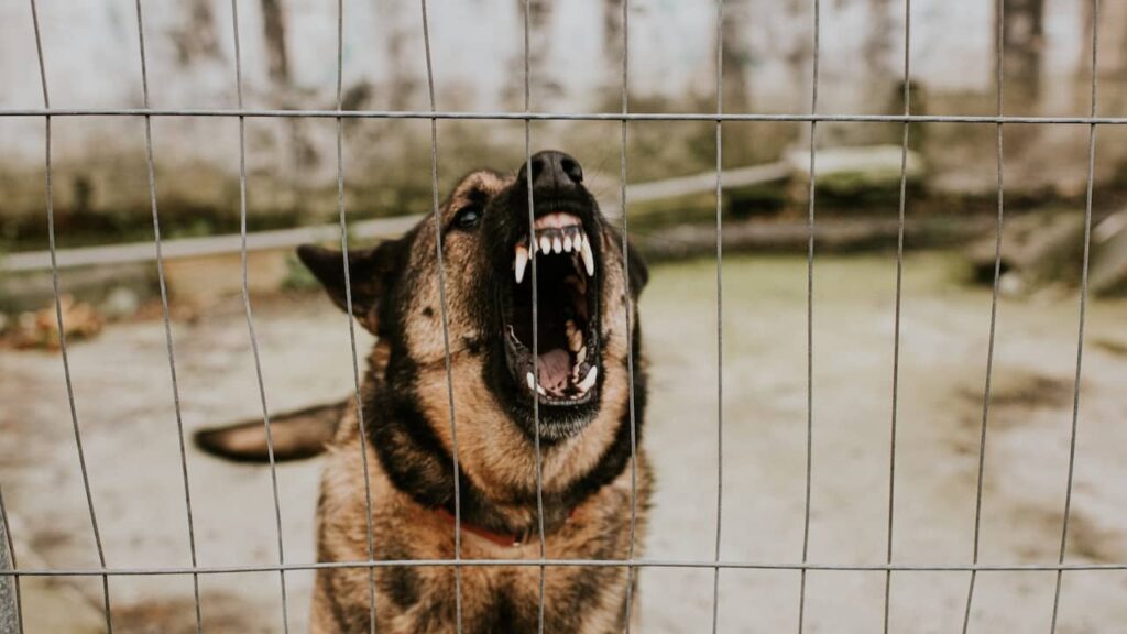 噛みつき事件で飼い主から引き離された犬の数が2倍に